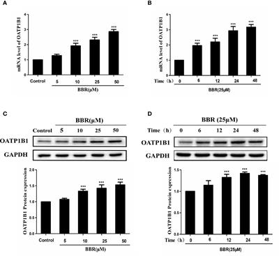 Berberine Promotes OATP1B1 Expression and Rosuvastatin Uptake by Inducing Nuclear Translocation of FXR and LXRα